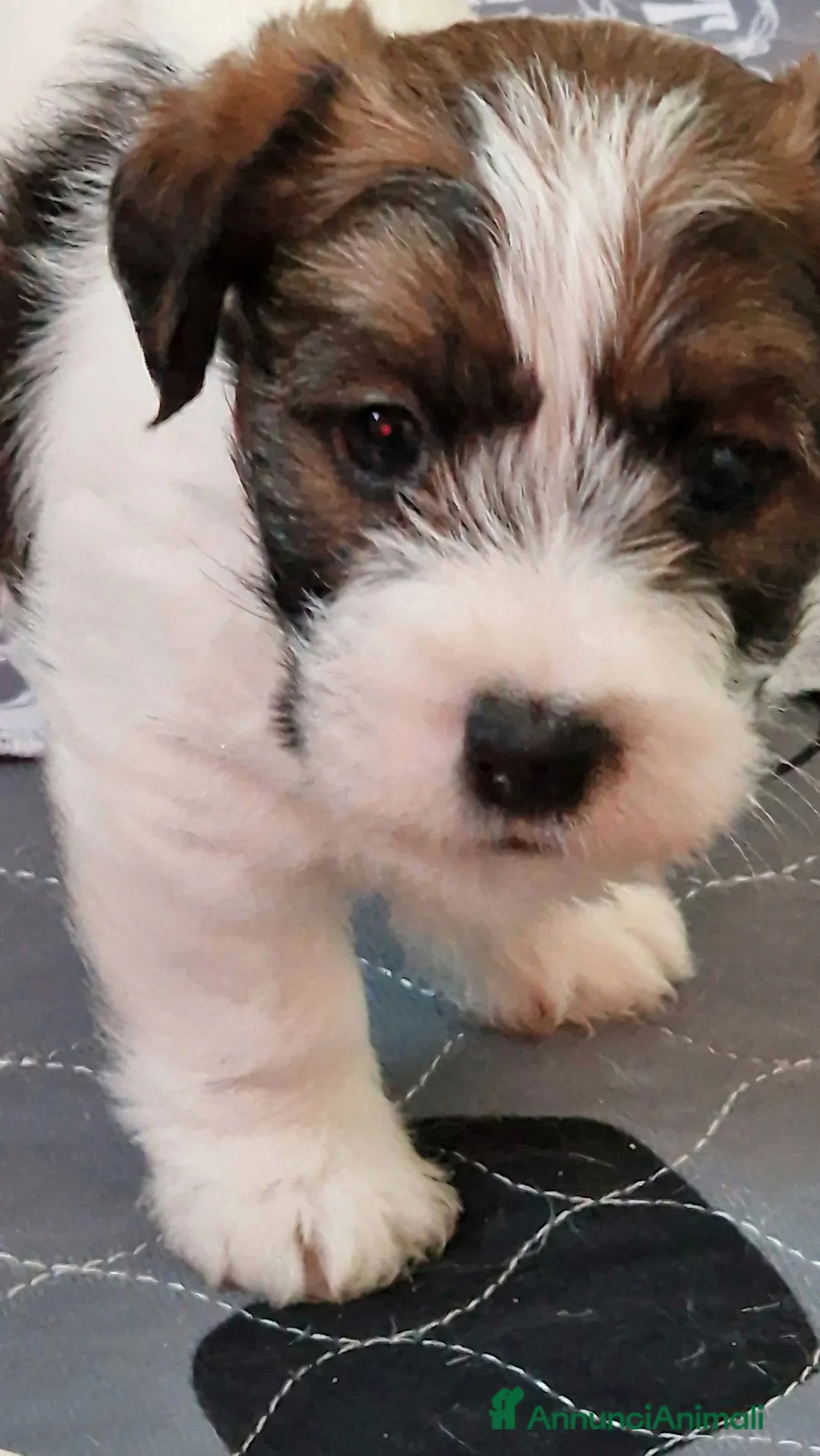 Immagine della galleria {{count}}