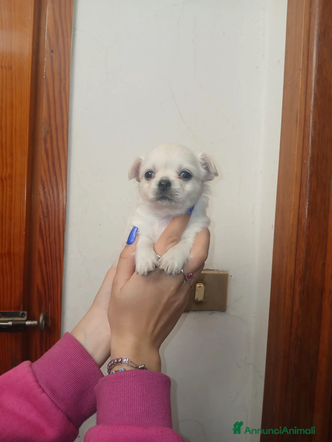 Chihuahua cani in vendita: Cuccioli di chihuahua toy  - Annuncio 7