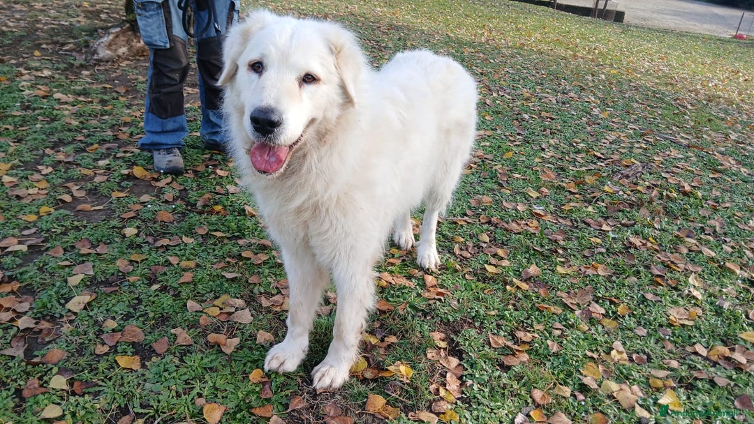 Meticcio cani in regalo: CECILIA UNA VERA LADY IN CANILE - Annuncio 3
