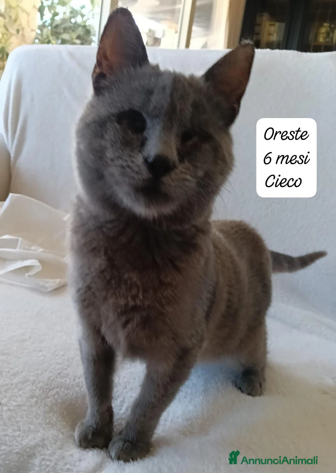 Europeo gatti in regalo: Urgenti famiglie x questi gattini  a Provincia di Monza e della Brianza - Annuncio 11