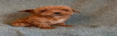 Maltipoo 3