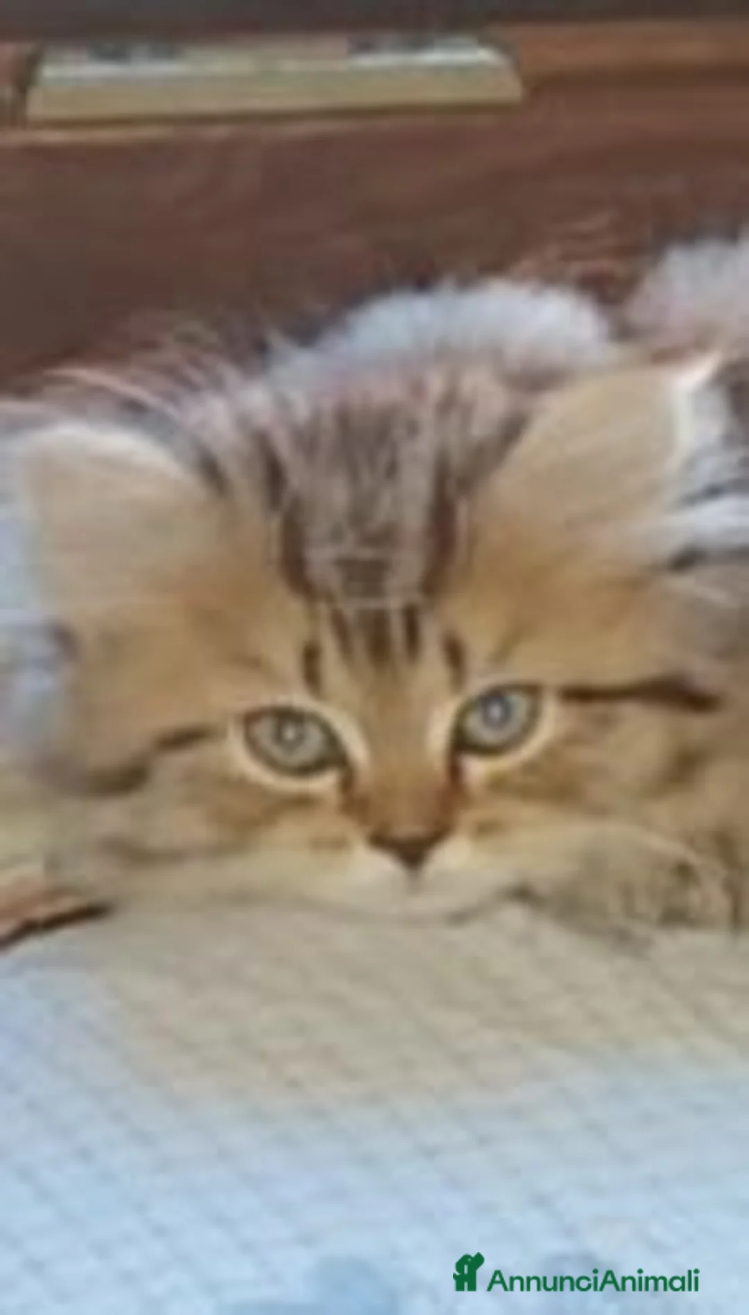 Persiano gatti in vendita: Persiana Golden tabby doll face  - Annuncio 5