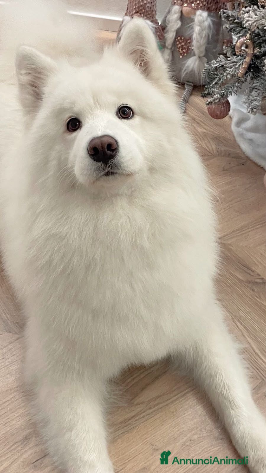 Samoiedo cani Cuccioli di samoiedo  - Annuncio 1
