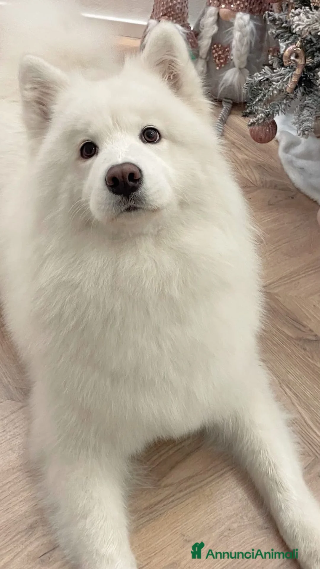 Samoiedo cani in vendita: Cuccioli di samoiedo  - Annuncio 1