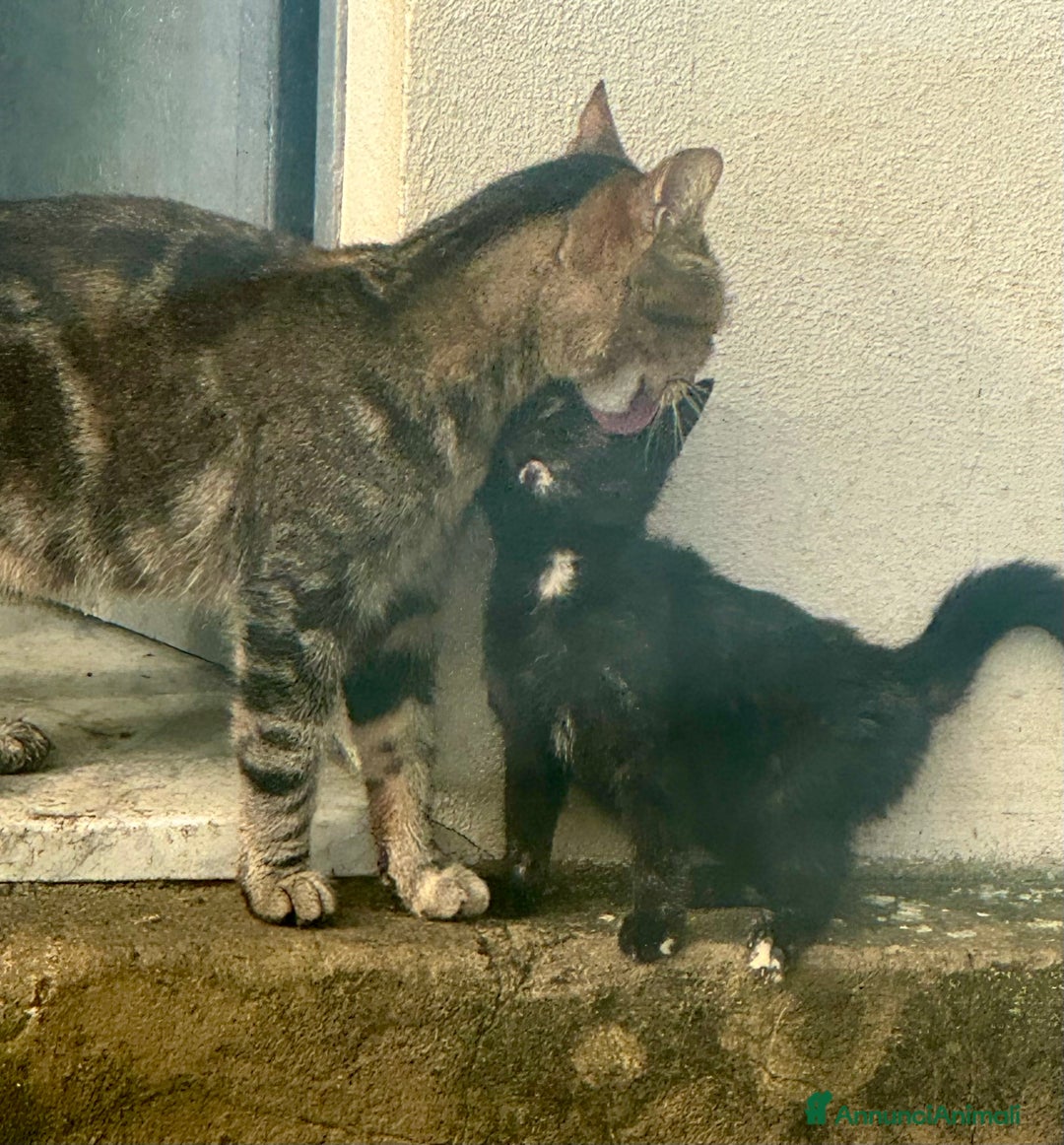 Meticcio gatti in regalo: Gattina squama di tartaruga - Annuncio 4