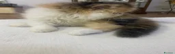 Persiano gatti in vendita: Gattine Persiane ipertipiche - Annuncio 13