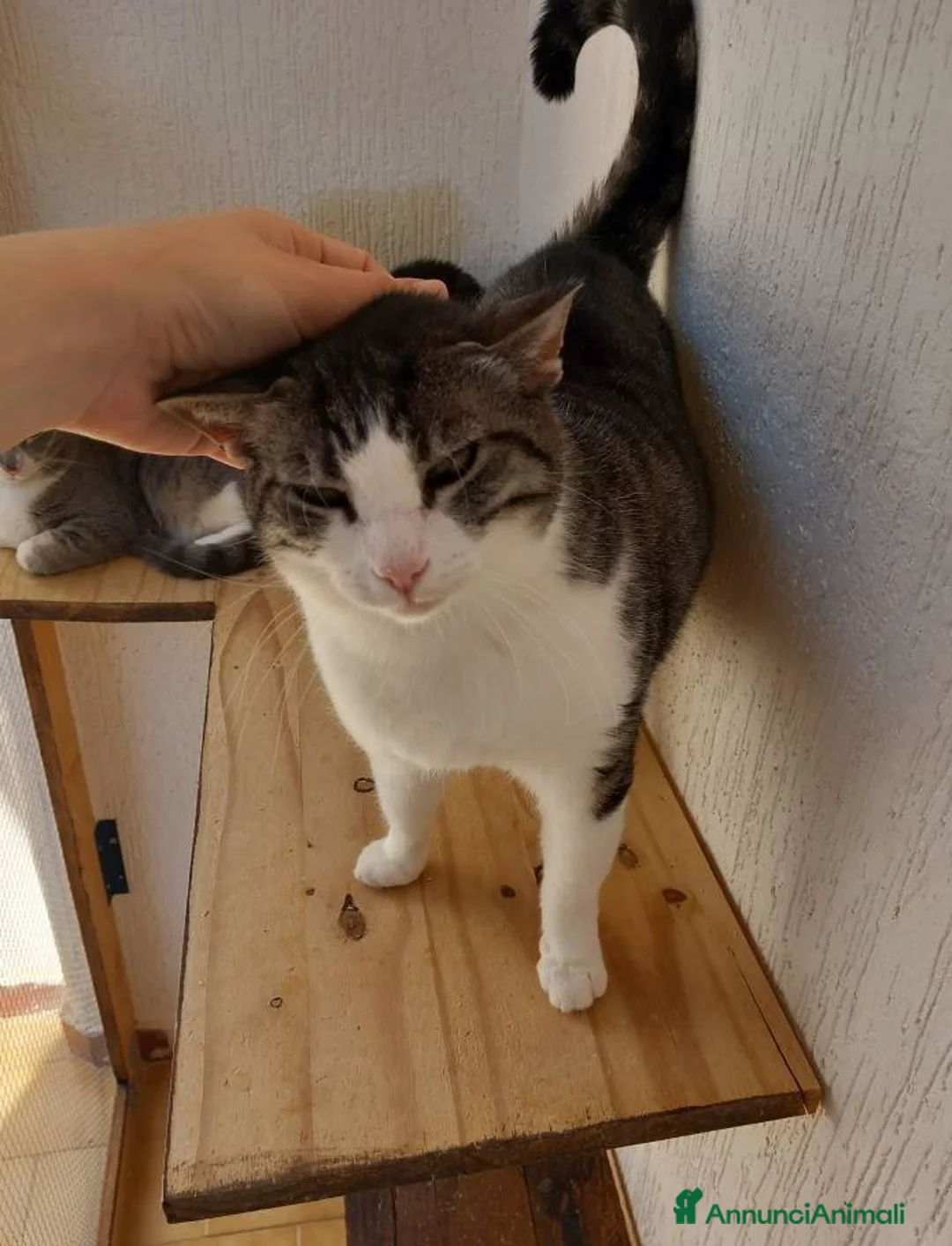 Europeo gatti in regalo: SISSI, dolce micia in adozione! - Annuncio 3