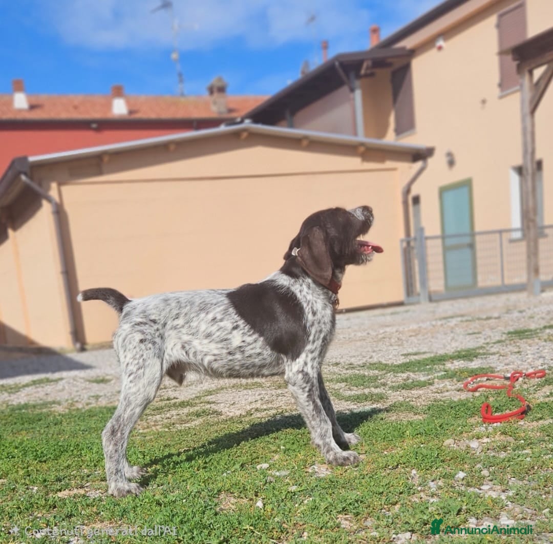 Drahthaar cani Cucciolo bracco tedesco Drahthaar - Annuncio 10