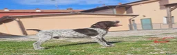 Drahthaar cani in vendita: Cucciolo bracco tedesco Drahthaar - Annuncio 1