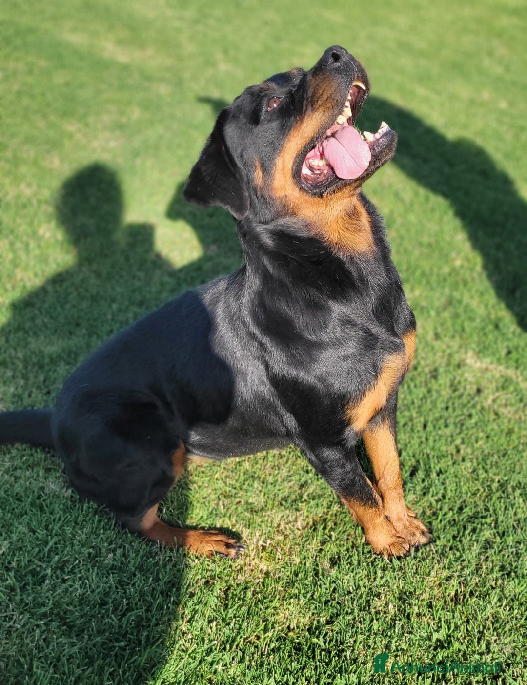 Rottweiler cani in regalo: Straordinaria Rottweiler di nome Beverly - Annuncio 8