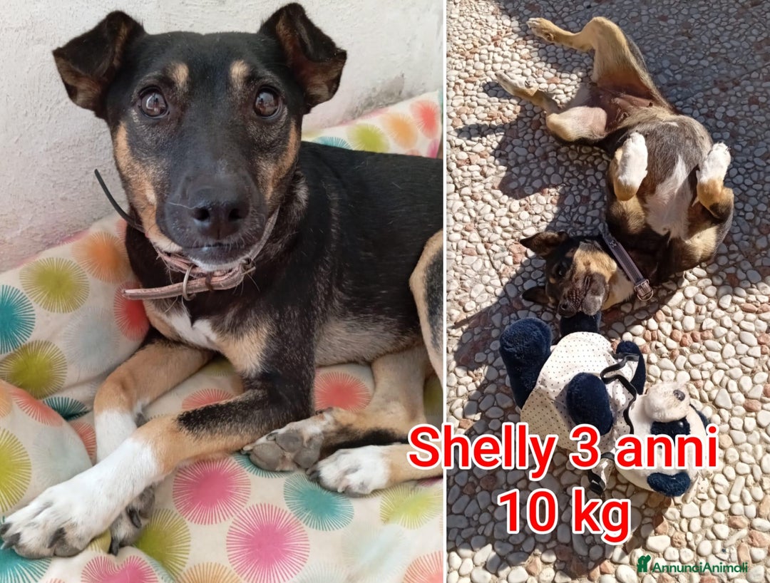 Meticcio cani in regalo: CANI DI TAGLIA PICCOLA E CONTENUTA! - Annuncio 7