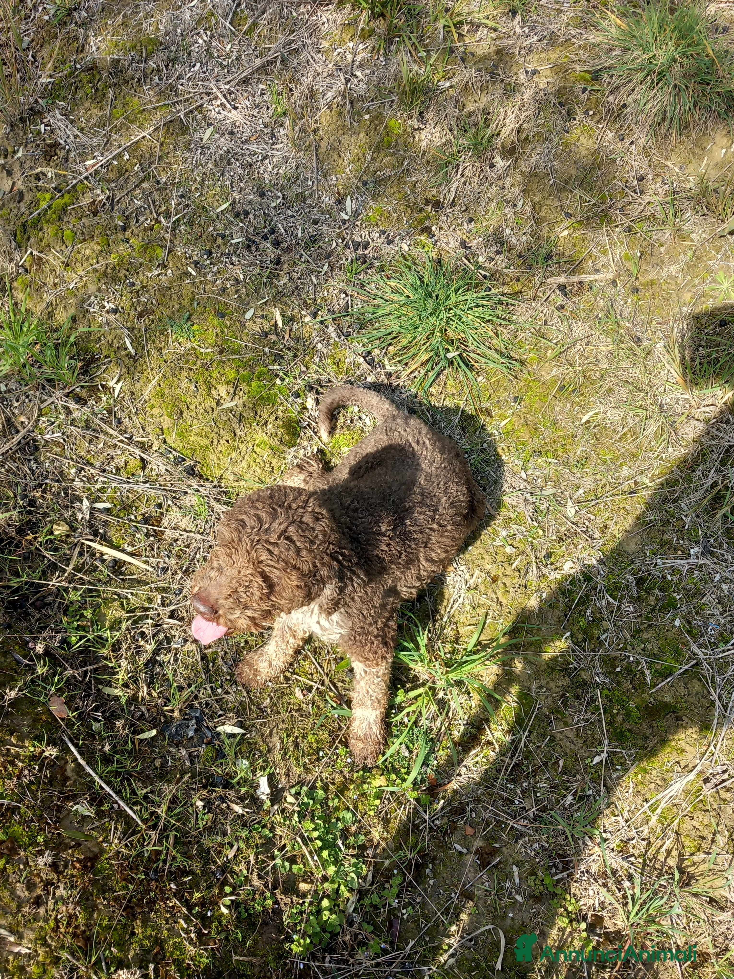 Lagotto cani Regalo 2 cani maschi  - Annuncio 2