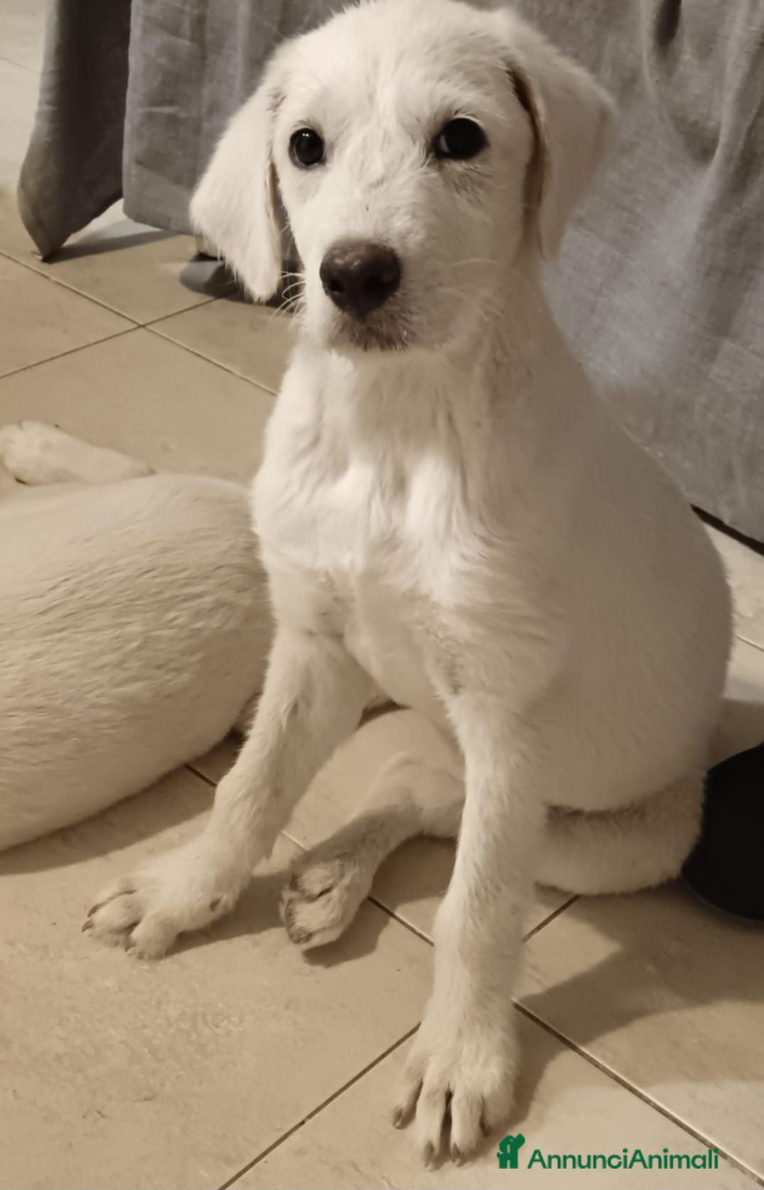 Meticcio cani Cocca mix Labrador sui 4mesiSUPER URGENTE CAGLIARI - Annuncio 34