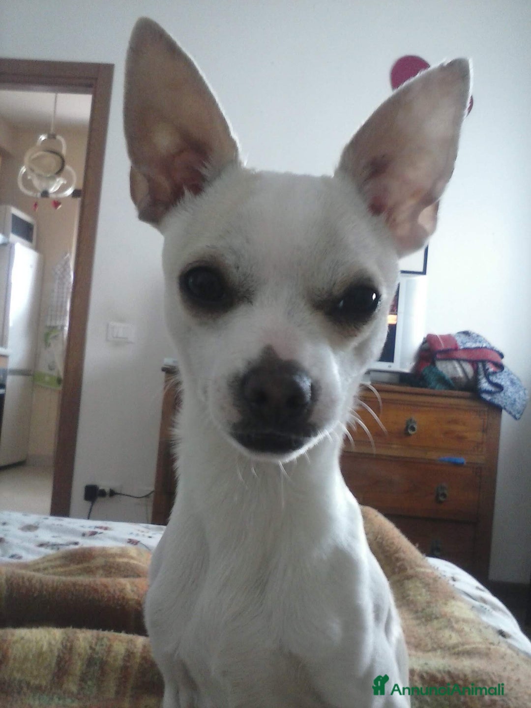 Chihuahua cani per accoppiamento: Rocky cerca una fidanzata - Annuncio 3