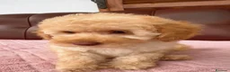 Barboncino cani in vendita:  Barboncino❤️ disponibile da subito  - Annuncio 4