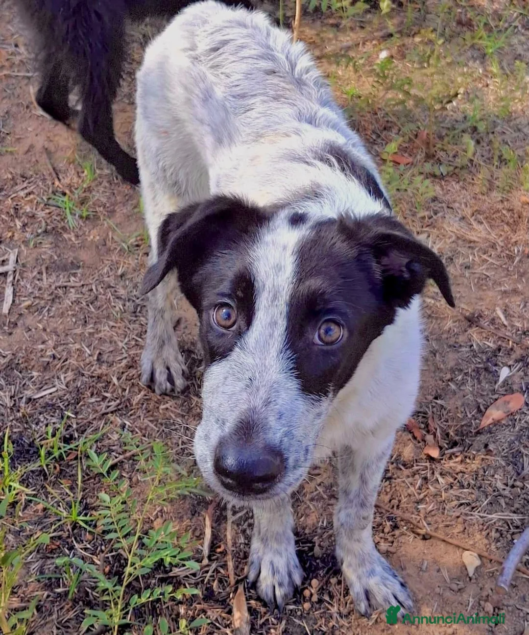 Meticcio cani in regalo: GIULIA 🩷 DUE OCCHI CHE NON PASSANO INOSSERVATI a Provincia di Parma - Annuncio 4