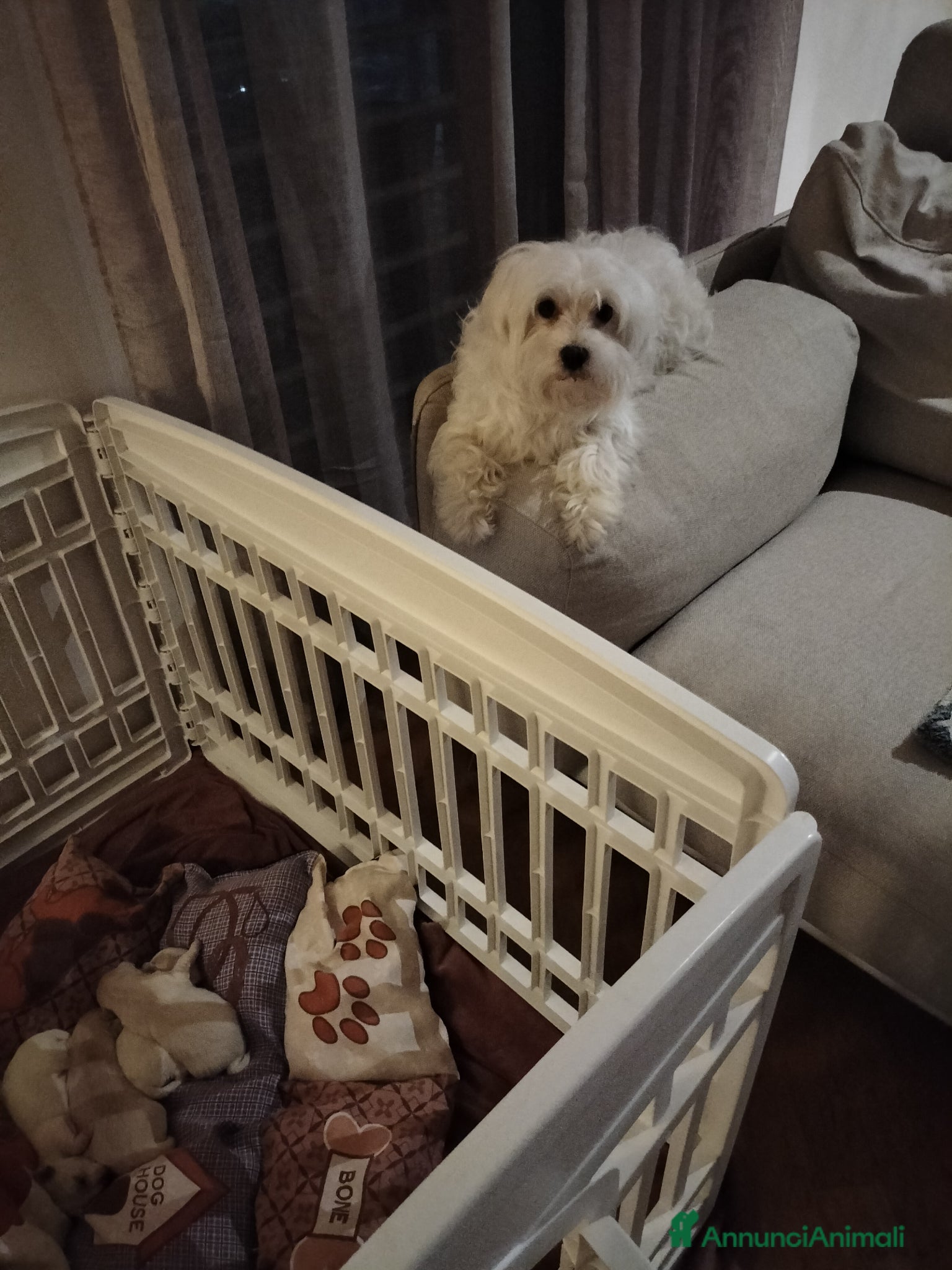 Maltese cani Cuccioli di maltese - Annuncio 1