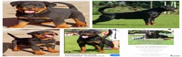 Rottweiler cani in vendita: Disponibili cuccioli Rottweiler  - Annuncio 2