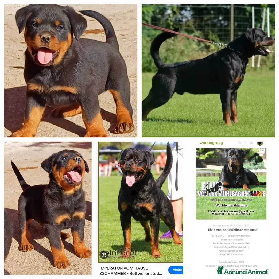 Rottweiler cani in vendita: Disponibili cuccioli Rottweiler  - Annuncio 2