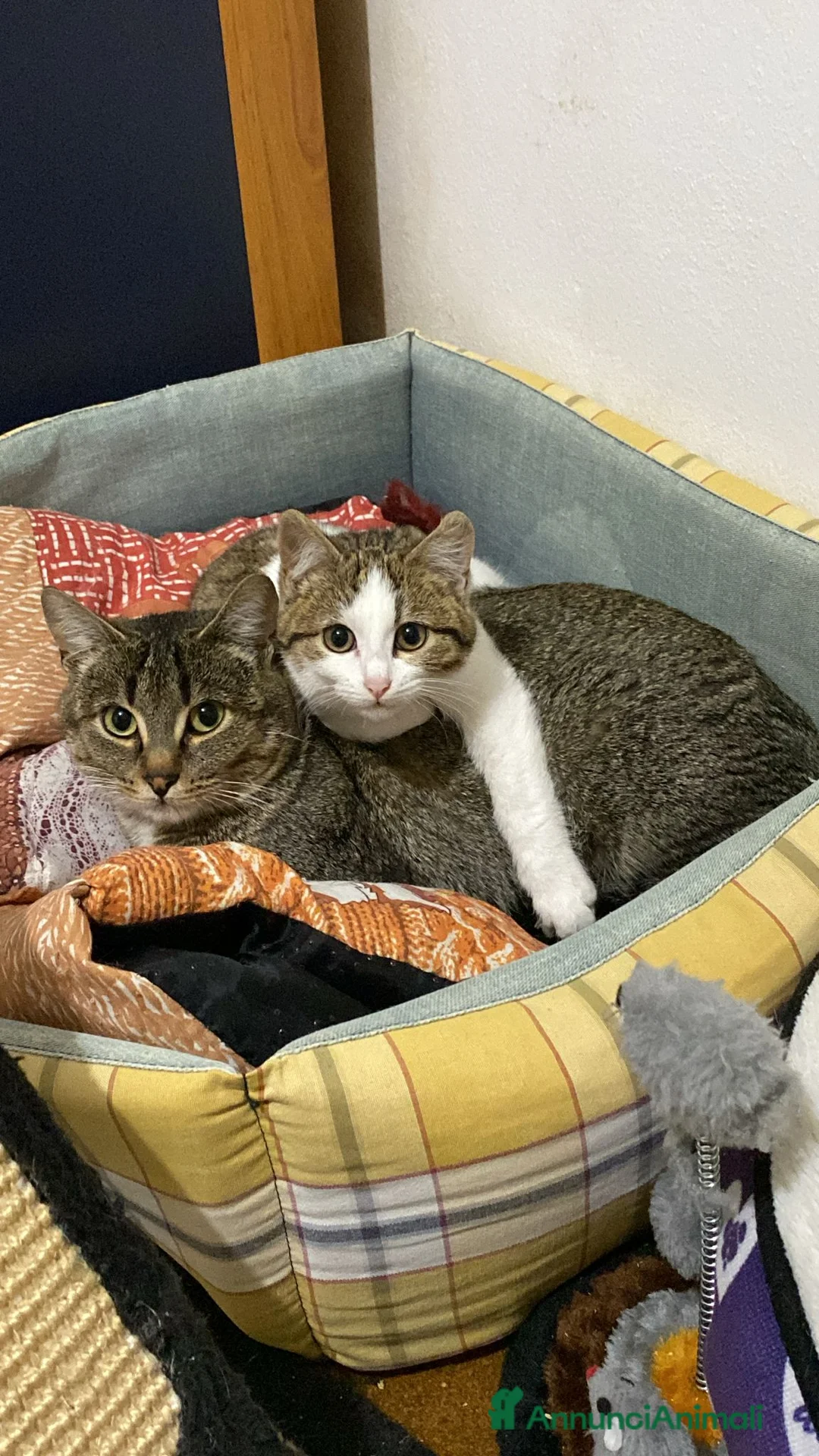 Meticcio gatti in regalo: Mamma gatta e coccola di mamma - Annuncio 2