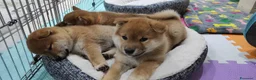 Shiba Inu cani in vendita: Cuccioli di Shiba Inu a Provincia di Pavia - Annuncio 2