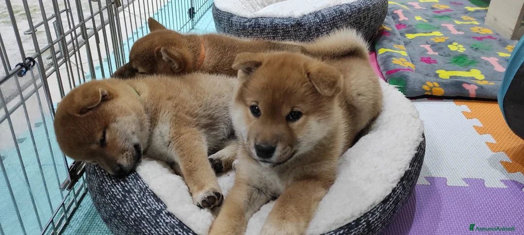 Shiba Inu cani in vendita: Cuccioli di Shiba Inu a Provincia di Pavia - Annuncio 2