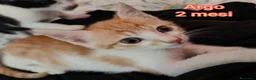 Altre razze gatti in regalo: MICINI: SIAMO AL COLLASSO a Città Metropolitana di Firenze - Annuncio 3