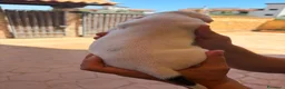 Bulldog cani in vendita: Cuccioli di bulldog americano  a Libero consorzio comunale di Agrigento - Annuncio 5