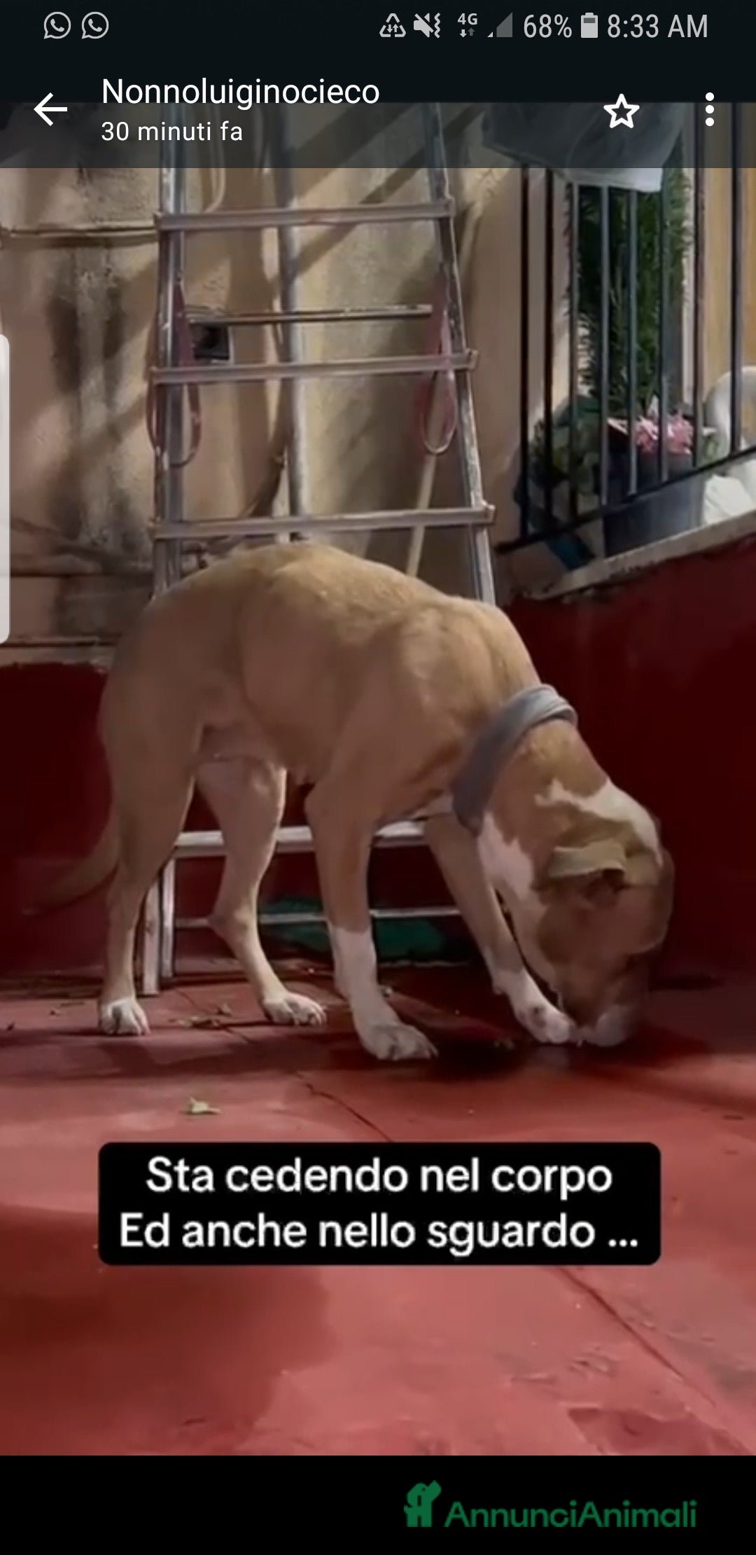 Meticcio cani ADOZ.DEL CUORE:la più ORRENDA delle storie che ho! - Annuncio 1