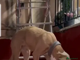 Meticcio cani ADOZ.DEL CUORE:la più ORRENDA delle storie che ho! - Annuncio 23