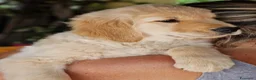 Golden Retriever cani in vendita: Golden retriever pronta consegna  - Annuncio 7