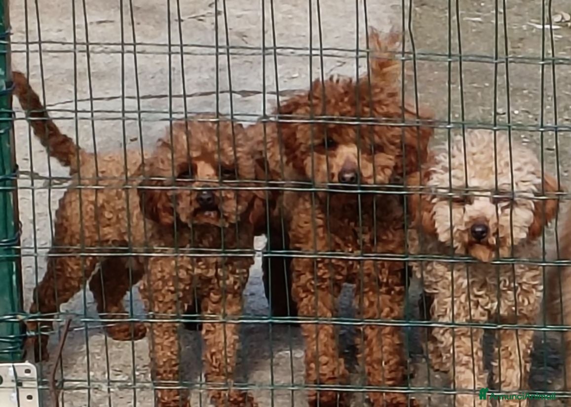 Barboncino Toy cani 2 Barboncini TOY - 1 maschio 1 femmina  - Annuncio 2