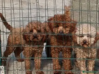 Barboncino Toy cani 2 Barboncini TOY - 1 maschio 1 femmina - Annuncio 2