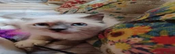 Sacro di Birmania gatti in vendita: Gattino sacro di Birmania a Città metropolitana di Milano - Annuncio 1