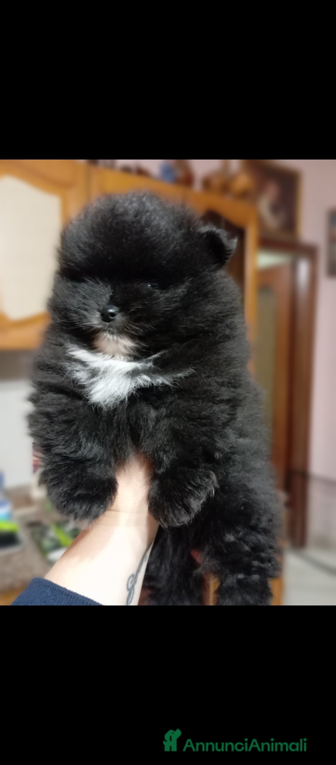 Volpino Pomerania cani in vendita: POMERANIA TEDDY BEAR  - Annuncio 3