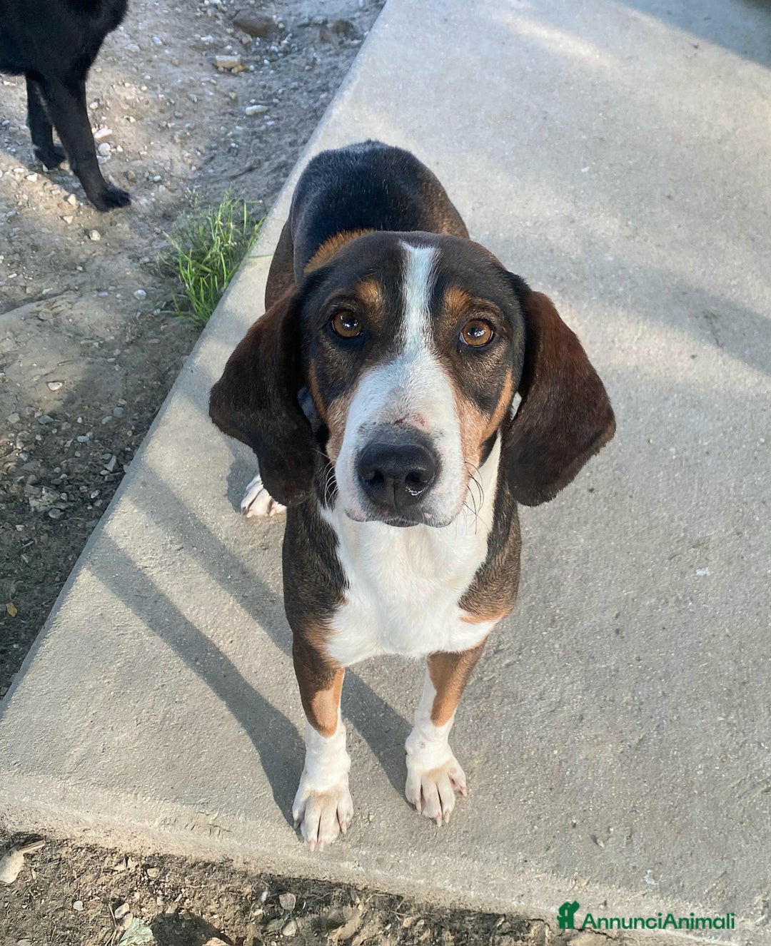 Meticcio cani in regalo: Violetta 1 anno taglia media  a Provincia di Teramo - Immagine 3