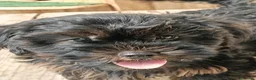 Yorkshire cani in vendita: NILO, CUCCIOLO - Annuncio 10