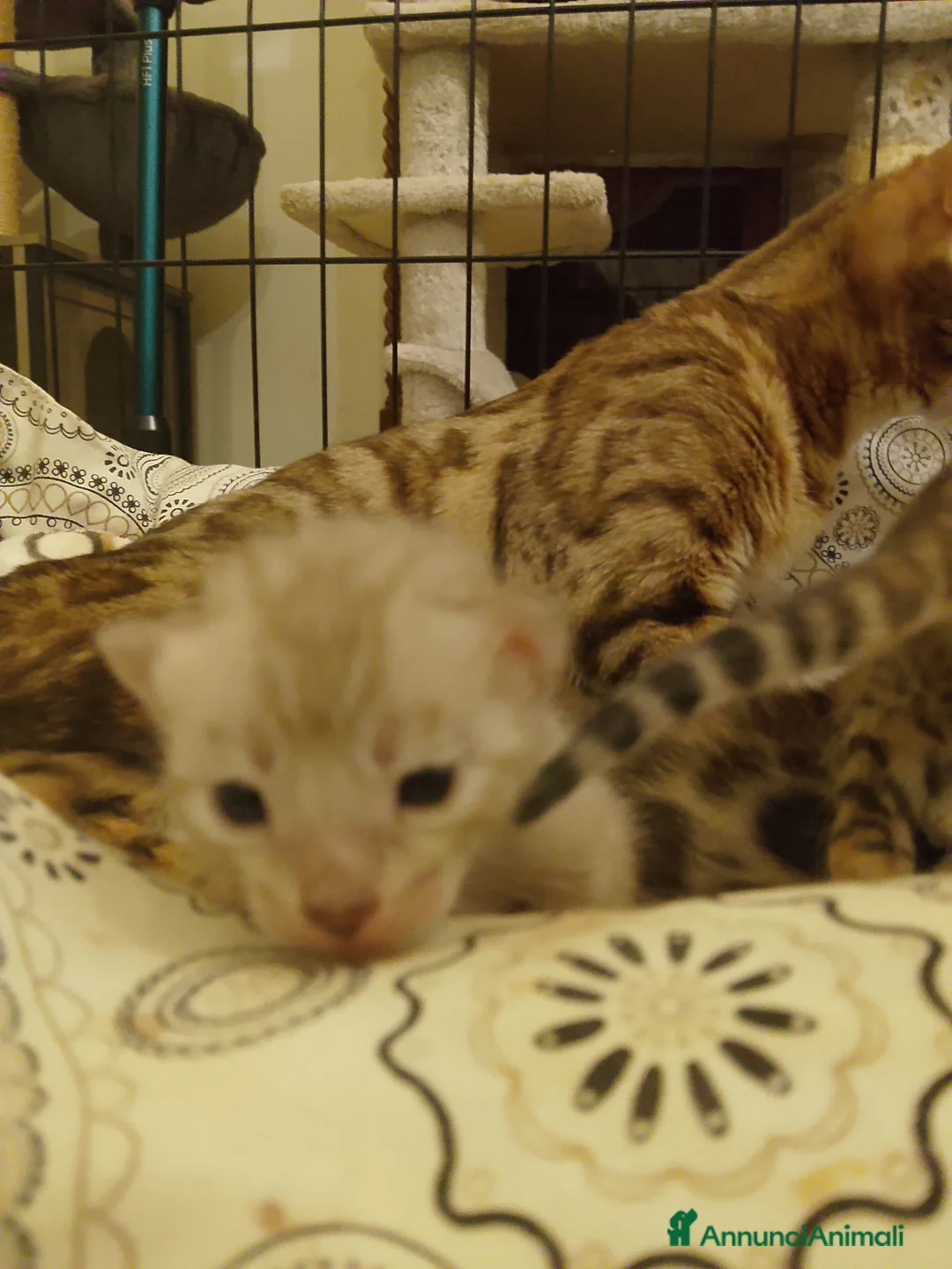 Bengala gatti in vendita: Cuccioli bengala Brown e Snow  - Annuncio 8