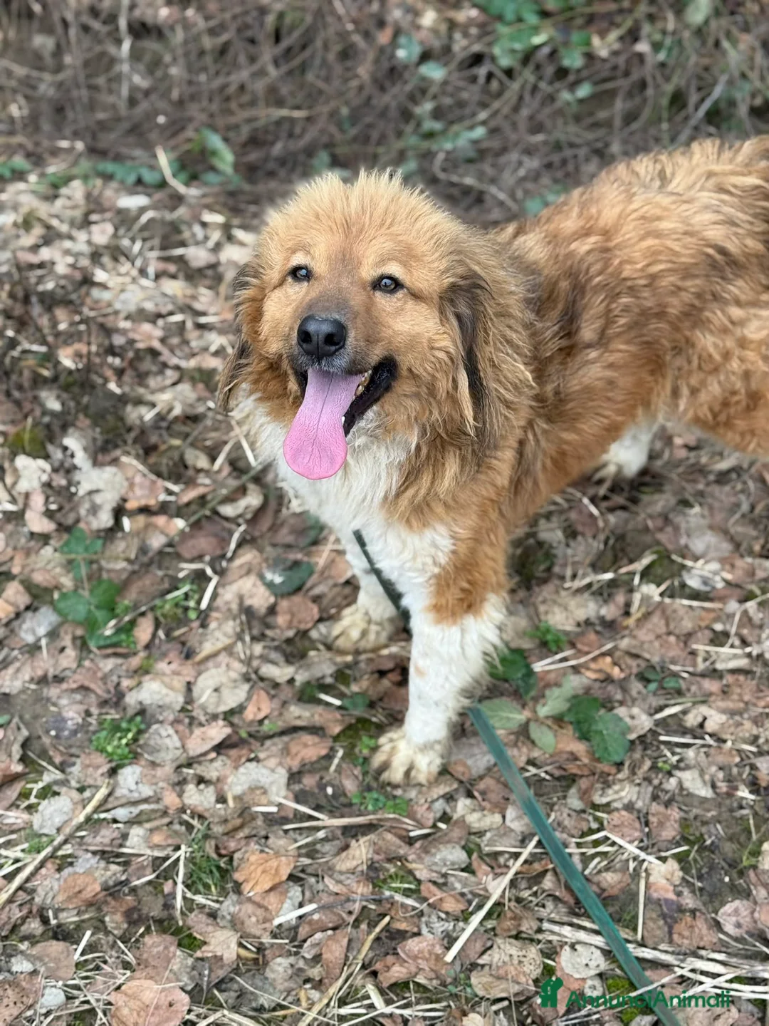 Meticcio cani in regalo: PASCAL, buffo da morire e tanto dolce!! - Annuncio 7