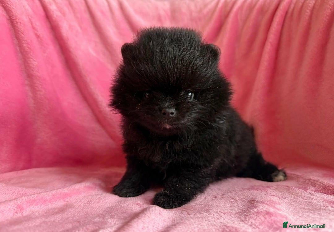 Volpino Pomerania cani in vendita: Adorabili Cuccioli di Pomerania - Annuncio 7