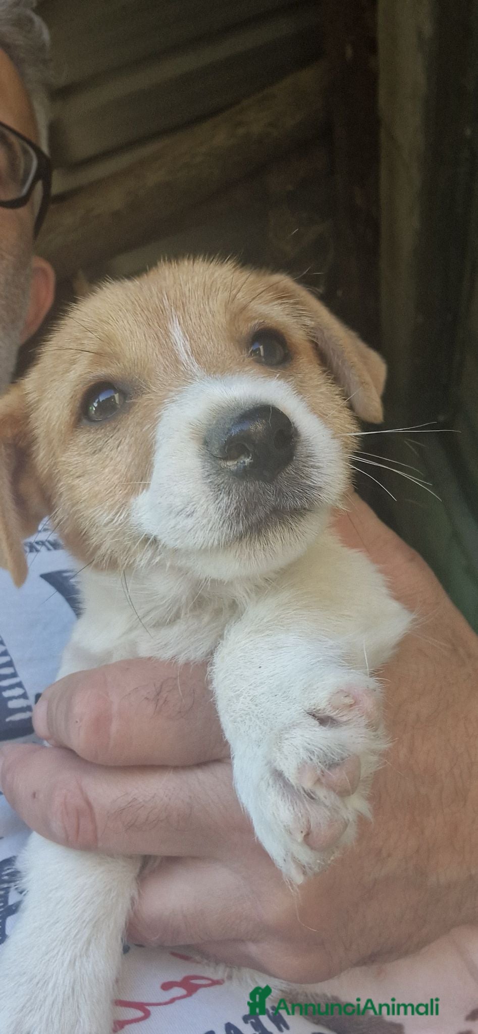 Jack Russell cani Jack Russel terrier ,linea australiana - Annuncio 5
