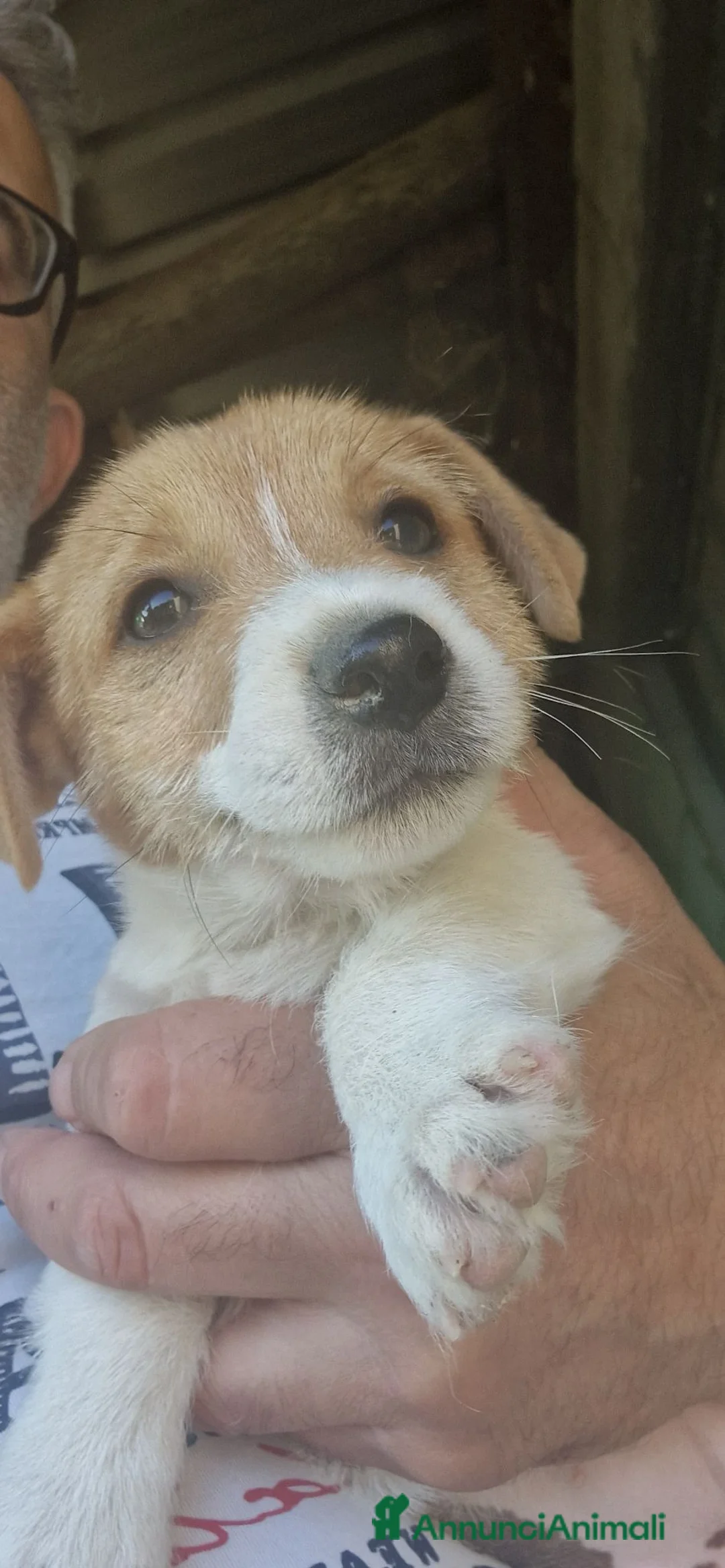 Jack Russell cani in vendita: Jack Russel terrier ,linea australiana a Provincia di Cuneo - Annuncio 1