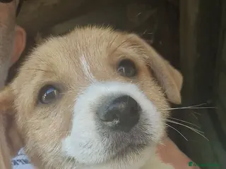 Jack Russell cani Jack Russel terrier ,linea australiana - Annuncio 5