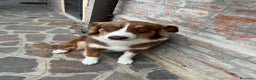 Australian Shepherd cani in vendita: Cucciolo di Australian Shepherd - Annuncio 6