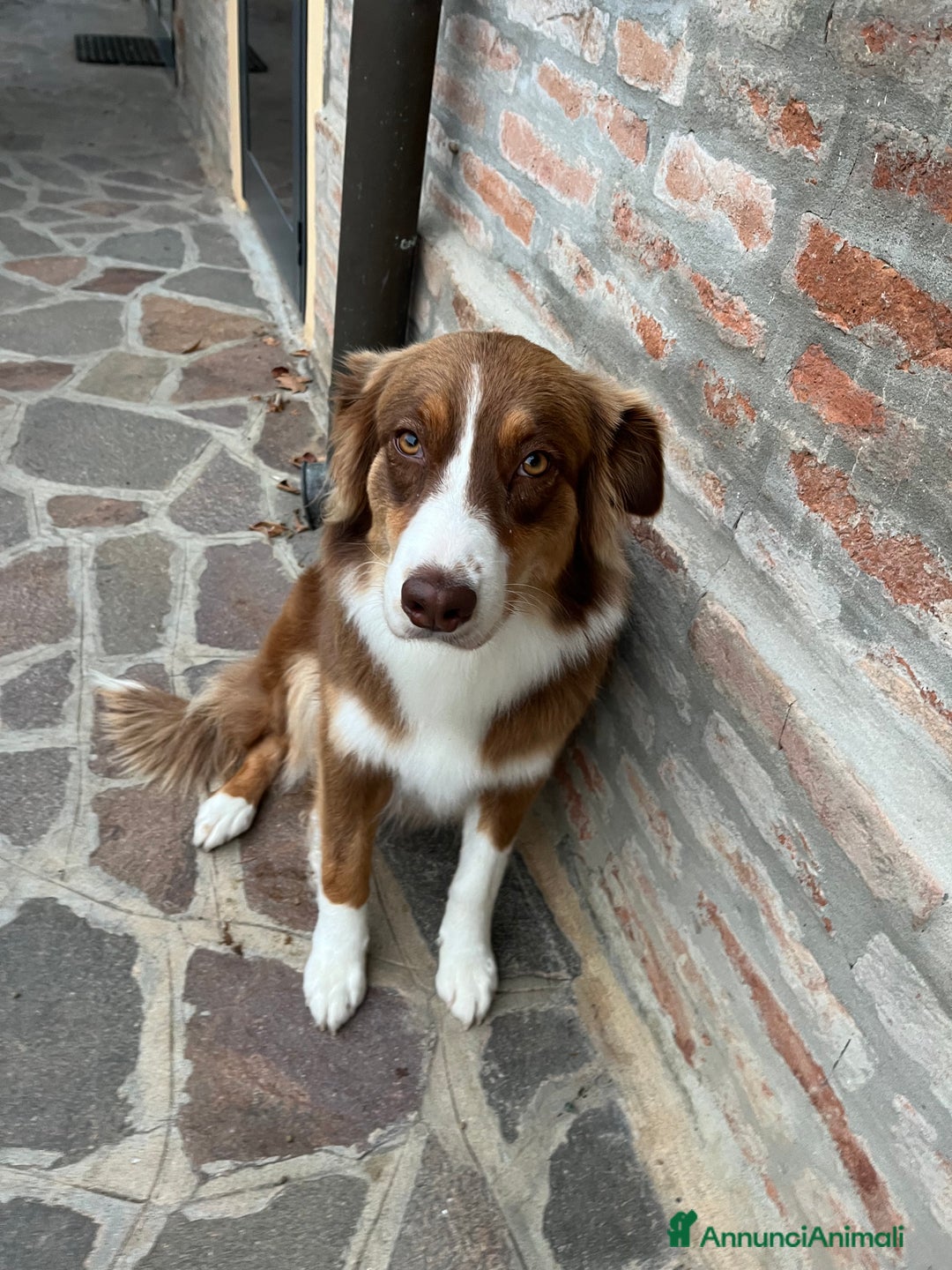Australian Shepherd cani in vendita: Cucciolo di Australian Shepherd - Annuncio 6