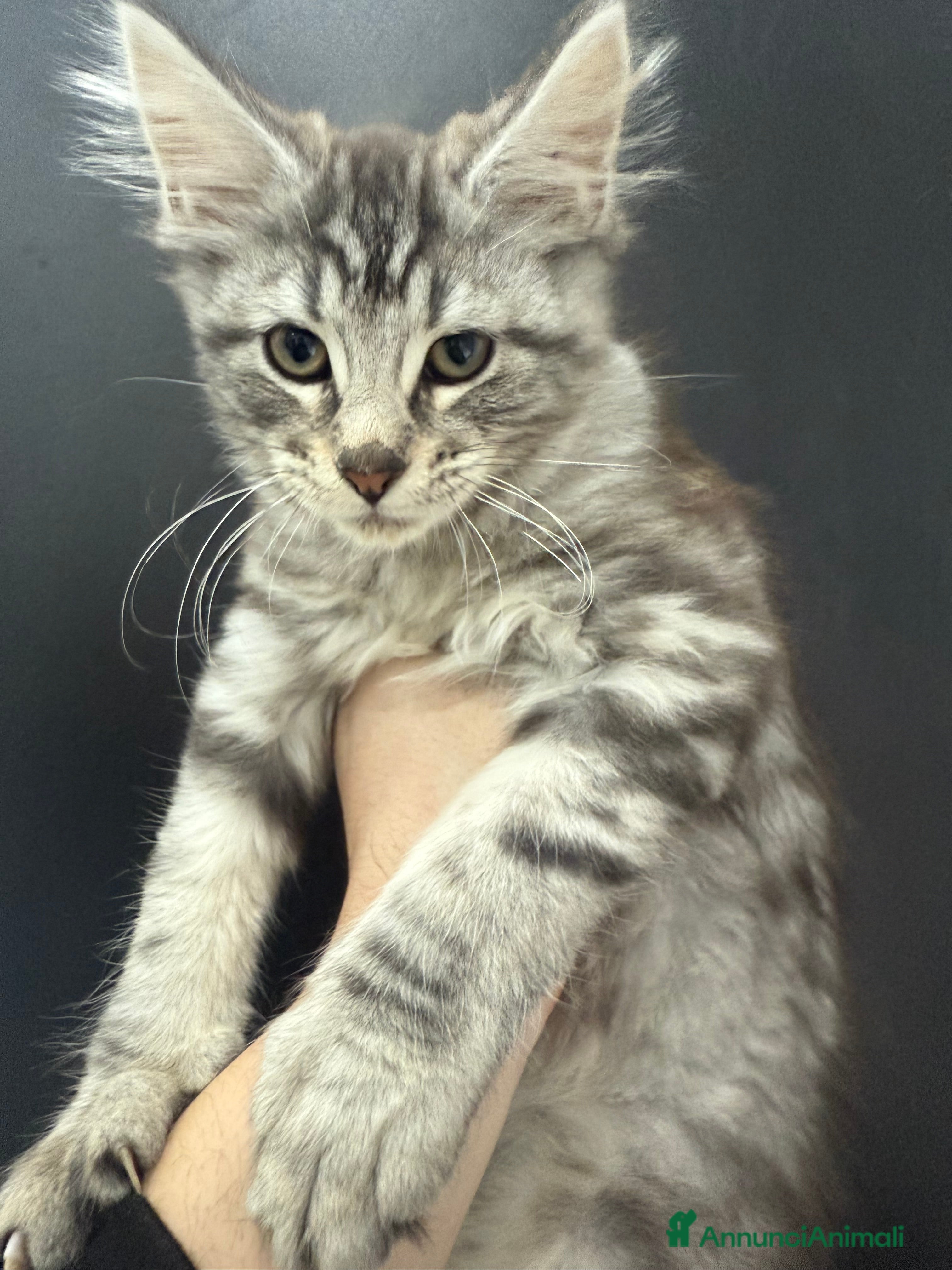 Maine Coon gatti Maine Coon  - Annuncio 1