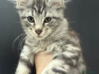 Maine Coon gatti Maine Coon - Annuncio 1