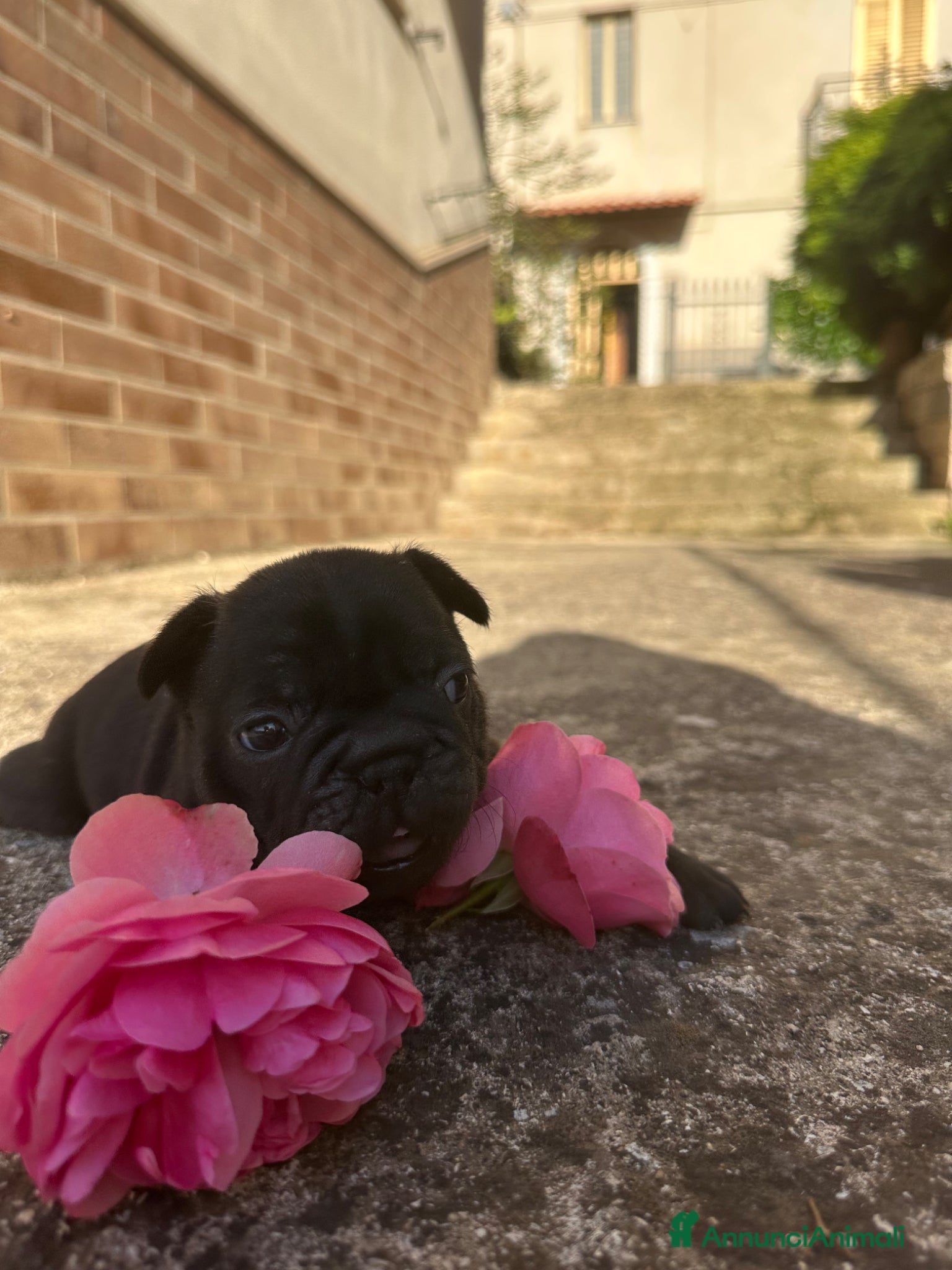 Bulldog Francese cani bulldog francese  - Annuncio 2