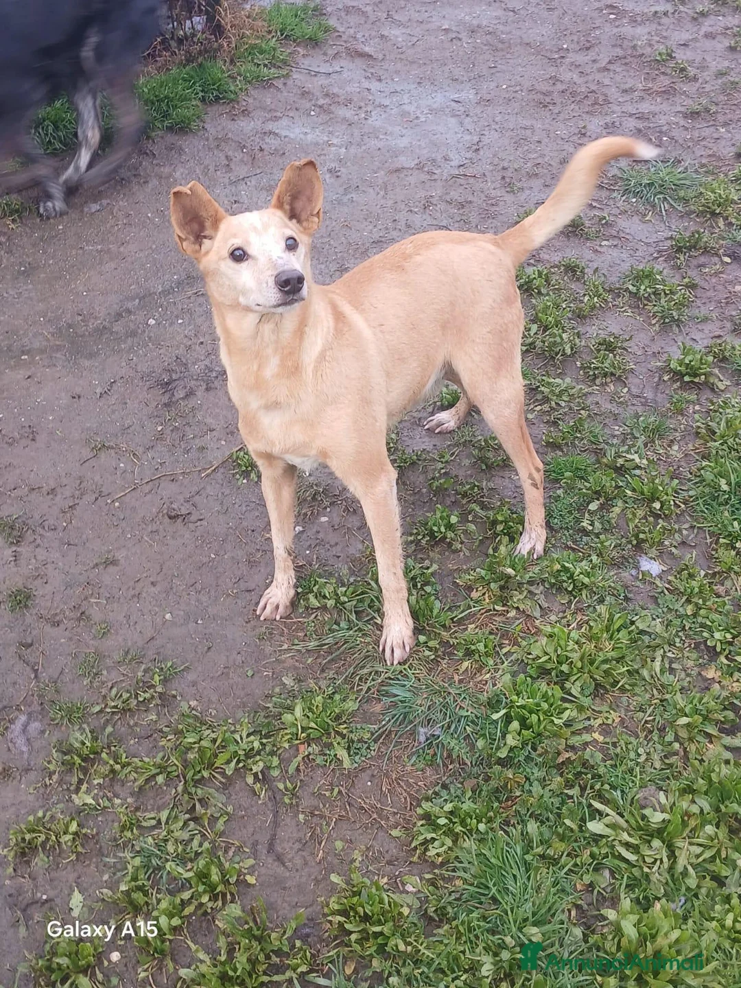 Meticcio cani in regalo: TOBIA URGENTE ADOZIONE DEL CUORE - Annuncio 1