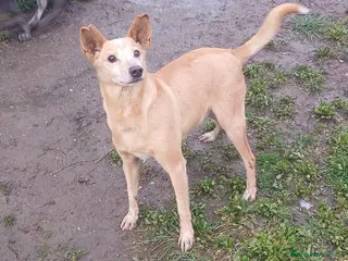 Meticcio cani TOBIA URGENTE ADOZIONE DEL CUORE - Annuncio 11